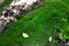 Dicranum montanum