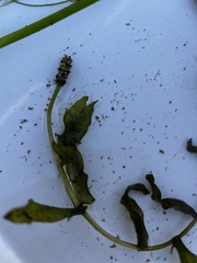 Potamogeton richardsonii