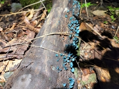 Chlorociboria aeruginascens