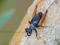 Trigonidium cicindeloides