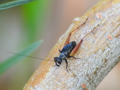 Trigonidium cicindeloides