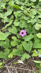 Ipomoea cordatotriloba
