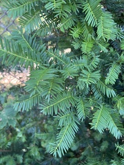Taxaceae