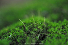 Dicranum montanum