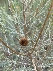 Rhopalomyia pomum