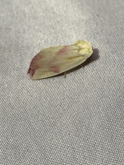 Thurberiphaga diffusa