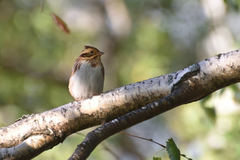 Emberiza rustica