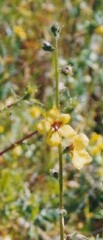 Verbascum virgatum