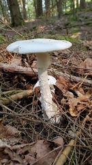 Amanita abrupta