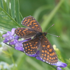 Melitaea athalia