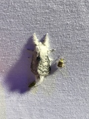 Apotolype brevicrista