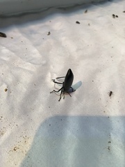 Tenebrionidae