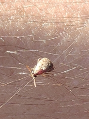 Acanthoscelides macrophthalmus