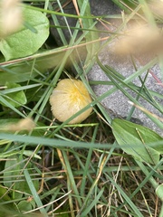 Bolbitius