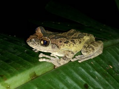 Buergeria robusta