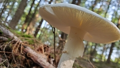 Amanita abrupta