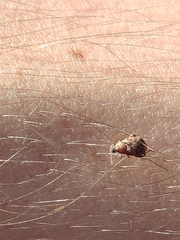 Acanthoscelides macrophthalmus