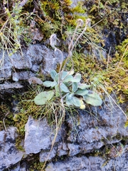 Pilosella breviscapa