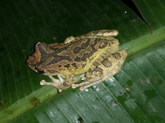 Buergeria robusta