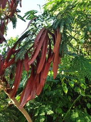 Acanthoscelides macrophthalmus