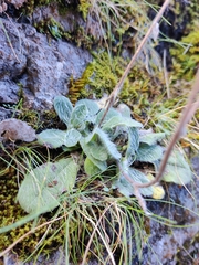 Pilosella breviscapa