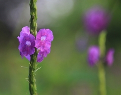 Stachytarpheta jamaicensis