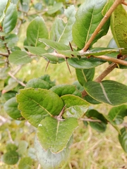 Xylosma
