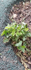 Oxalis latifolia
