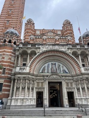 Columba livia domestica