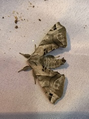 Apatelodes pudefacta