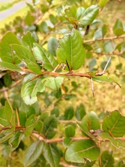 Xylosma