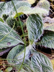 Pilosella breviscapa