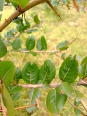 Xylosma