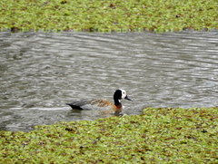 Dendrocygna viduata