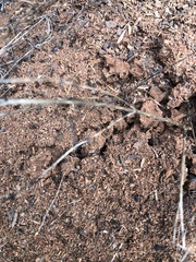 Solenopsis saevissima