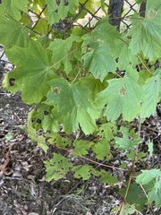 Acer platanoides