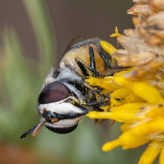 Copestylum marginatum