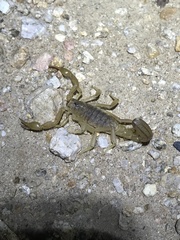 Paravaejovis spinigerus