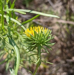 Grindelia nuda