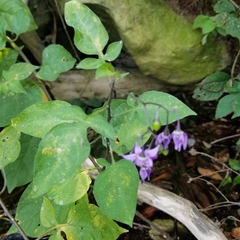 Solanum dulcamara