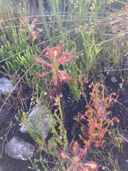 Drosera glabripes