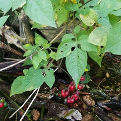 Solanum dulcamara