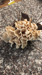 Sparassis spathulata