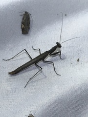 Litaneutria ocularis