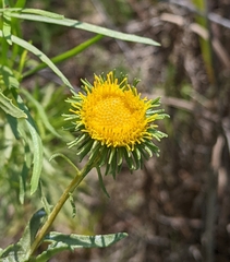 Grindelia nuda