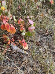 Toxicodendron rydbergii