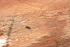 Uleiota planata