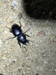 Pasimachus californicus
