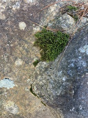 Hedwigia ciliata