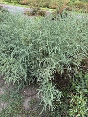 Atriplex littoralis